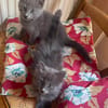 WINGU À ADOPTER EN DUO OU SEUL SI DÉJÀ UN CHAT PRÉSENT CHEZ VOUS