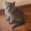 WINGU À ADOPTER EN DUO OU SEUL SI DÉJÀ UN CHAT PRÉSENT CHEZ VOUS