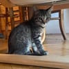 PILVI À ADOPTER EN DUO OU SEUL SI DÉJÀ UN CHAT PRÉSENT CHEZ VOUS