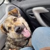 Sanfte Hundeomi KATE sucht ♥