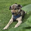 Sanfte Hundeomi KATE sucht ♥