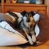 Sanfte Hundeomi KATE sucht ♥