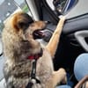 Sanfte Hundeomi KATE sucht ♥