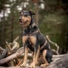 Frodo träumt von einem eigenen Zuhause
