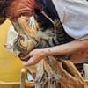 Gras unter den Pfoten: Malte in Ampfing