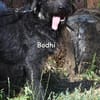 BODHI