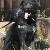 BODHI