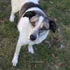 Liebevoller Hund REX sucht sein Zuhause!