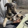 Liebevoller Hund REX sucht sein Zuhause!