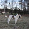Liebevoller Hund REX sucht sein Zuhause!