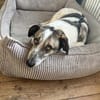 Liebevoller Hund REX sucht sein Zuhause!