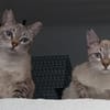 Mia und Zoe in Wiesbaden (ALO)