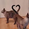 Mia und Zoe in Wiesbaden (ALO)
