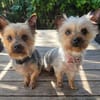 Yorkshirepaar Bruno und Luna
