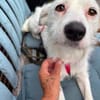 Verschmuste Rosalie sucht ihre/n Menschen