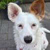 Verschmuste Rosalie sucht ihre/n Menschen