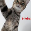 Simba und Karin