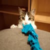 Sweetheart Kiki bei München (ALM)
