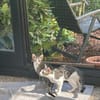 Kuno und Michael aus dem Tierschutz