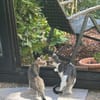 Kuno und Michael aus dem Tierschutz