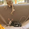 Kuno und Michael aus dem Tierschutz