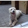 Wynston - Gnadenplatz gesucht!!