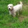 Wynston - Gnadenplatz gesucht!!