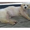 Wynston - Gnadenplatz gesucht!!