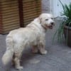 Wynston - Gnadenplatz gesucht!!