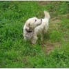 Wynston - Gnadenplatz gesucht!!
