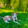Coco  ein lebensfroher junger Rüde sucht sein Zuhause