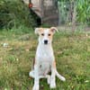 Coco  ein lebensfroher junger Rüde sucht sein Zuhause
