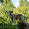 Pepito - junger toller Rüde