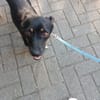 Ronja - Kleine Hündin mit großem Herz sucht ihr Zuhause