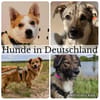 Pflegehunde in Deutschland suchen ein Zuhause
