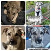 Pflegehunde in Deutschland suchen ein Zuhause
