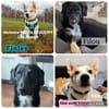Pflegehunde in Deutschland suchen ein Zuhause