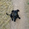 Hundekind sucht Bestplatz