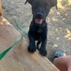 Hundekind sucht Bestplatz