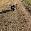 Hundekind sucht Bestplatz