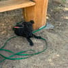Hundekind sucht Bestplatz