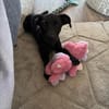 Hundekind sucht Bestplatz