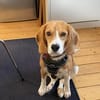 Lizzy - Zuhause sucht Zuhause auf Hof