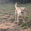 Luna  kleine, sensible Hündin 3,5 J.