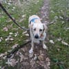 Luna  kleine, sensible Hündin 3,5 J.