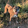 Dringend! Boxer Seniorin Zelda sucht