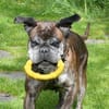 Dringend! Boxer Seniorin Zelda sucht