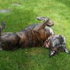 Dringend! Boxer Seniorin Zelda sucht