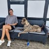 Leo sucht Molosser-erfahrene Menschen