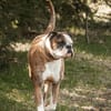 Unser Tysy möchte sein Köfferchen packen!